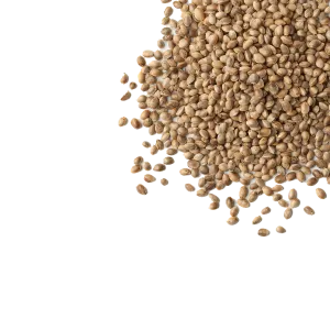 Hemp Boost